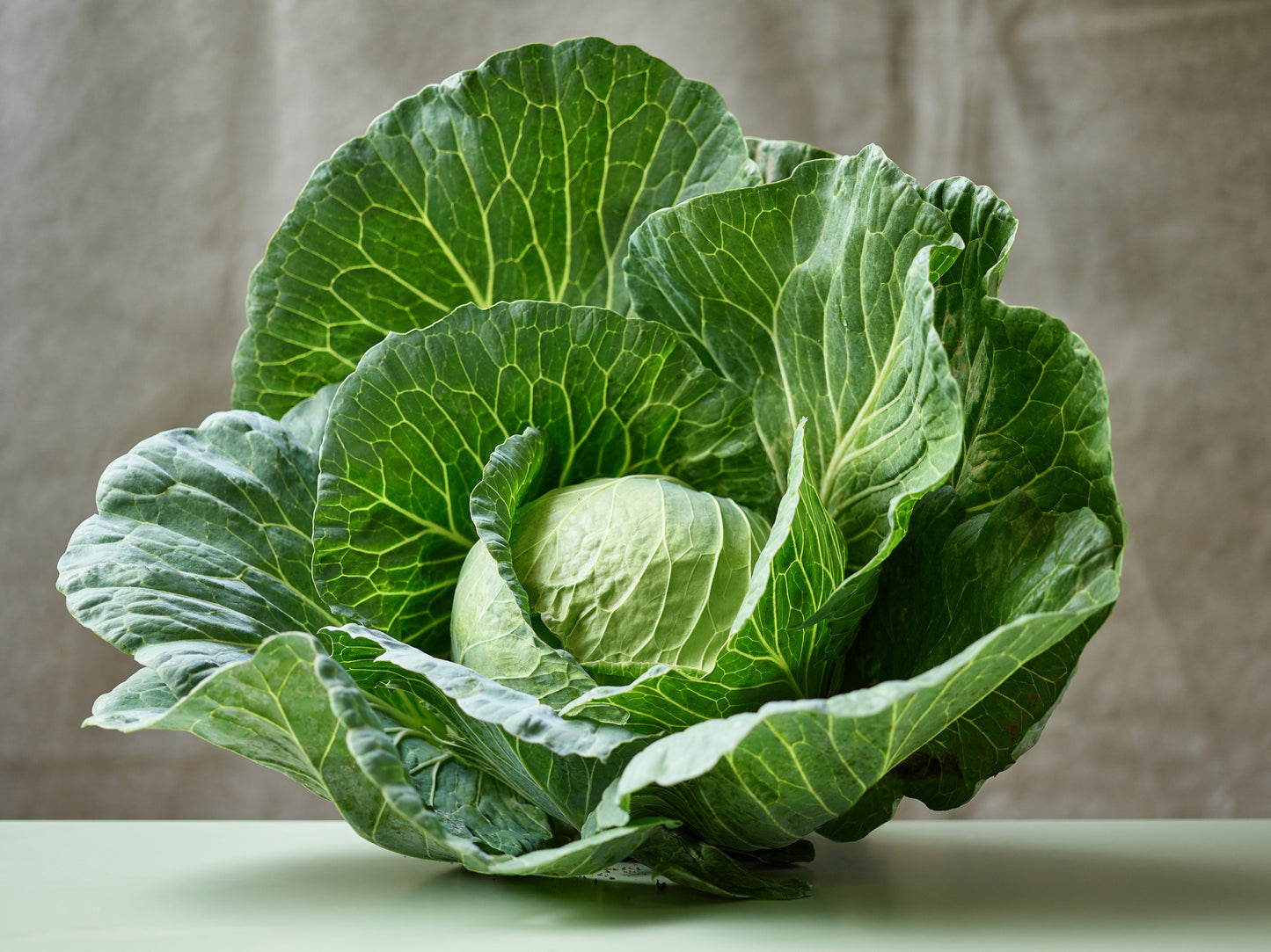 Cabbage